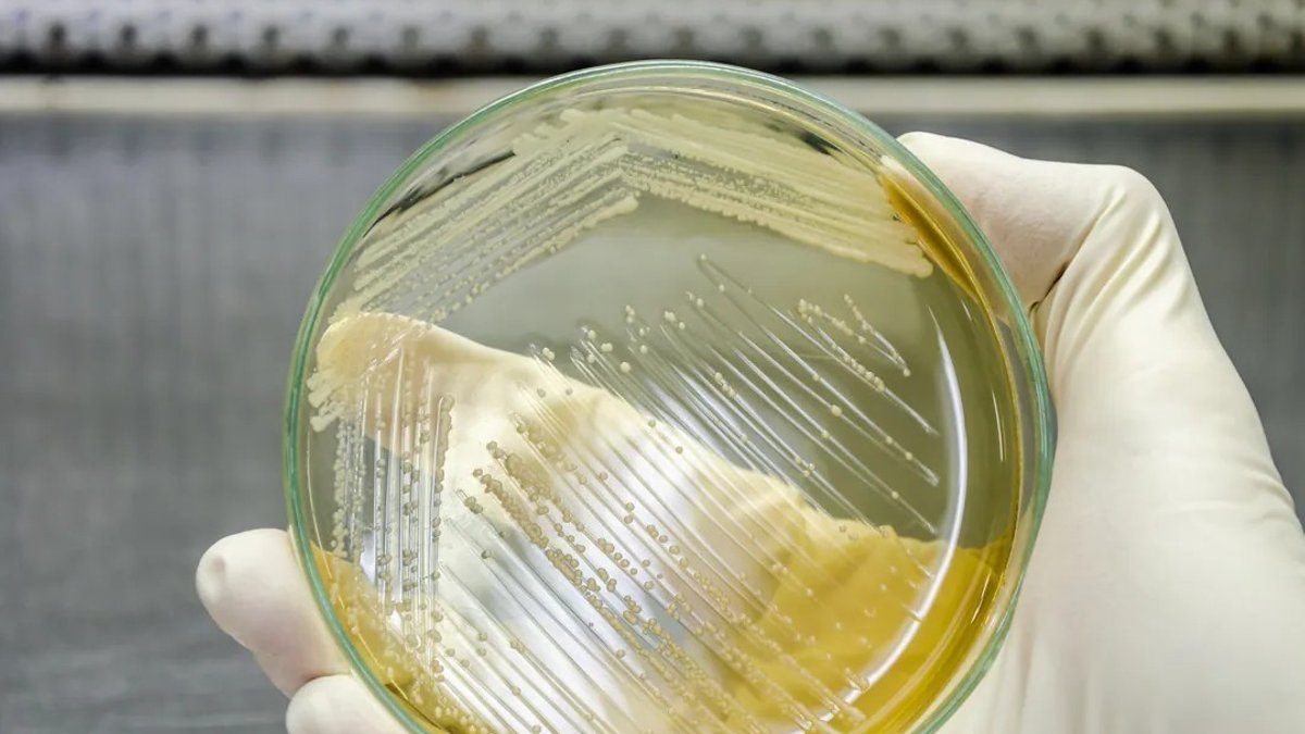 Health Canada approves yeast-derived beta-glucan and resveratrol Health Canada approves yeast-derived beta-glucan and resveratrol - beta glucan
