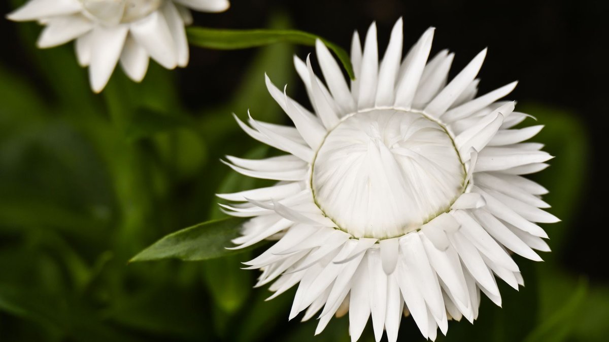 Coastal Grandmother Style Emphasizes Natural Light and Linen Detailed view of a white strawflower highlighting its intricate petals amidst lush green foliage.