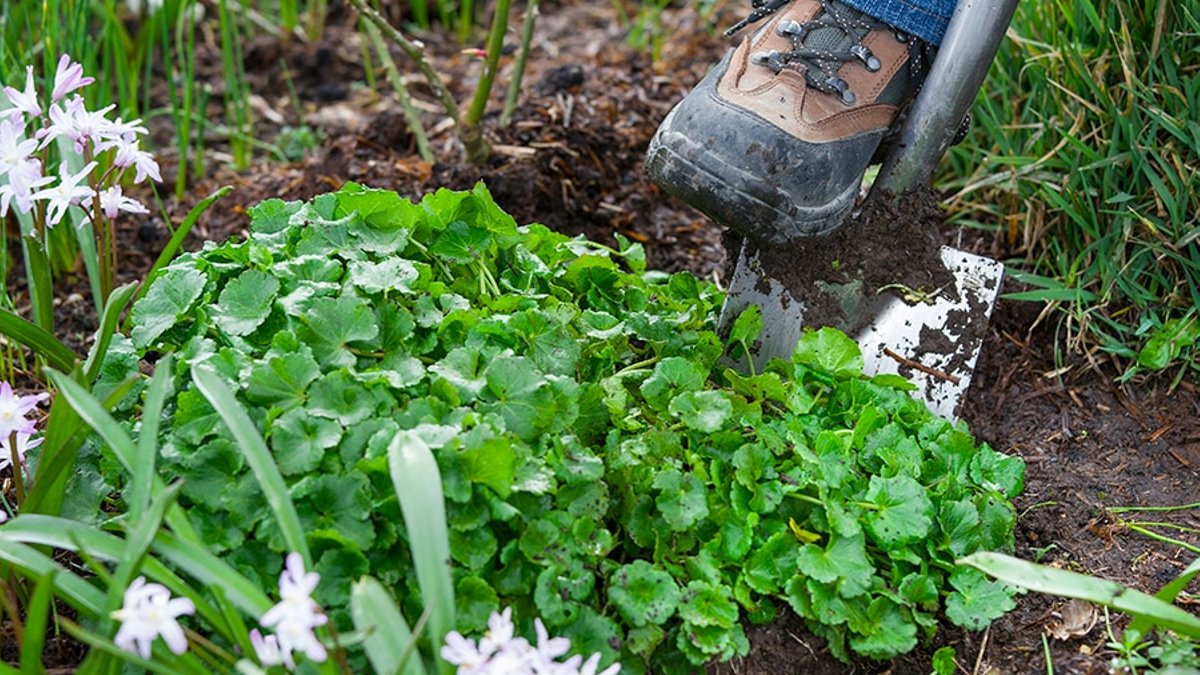 Divide overgrown or tired clumps of perennials this autumn. | Photo.