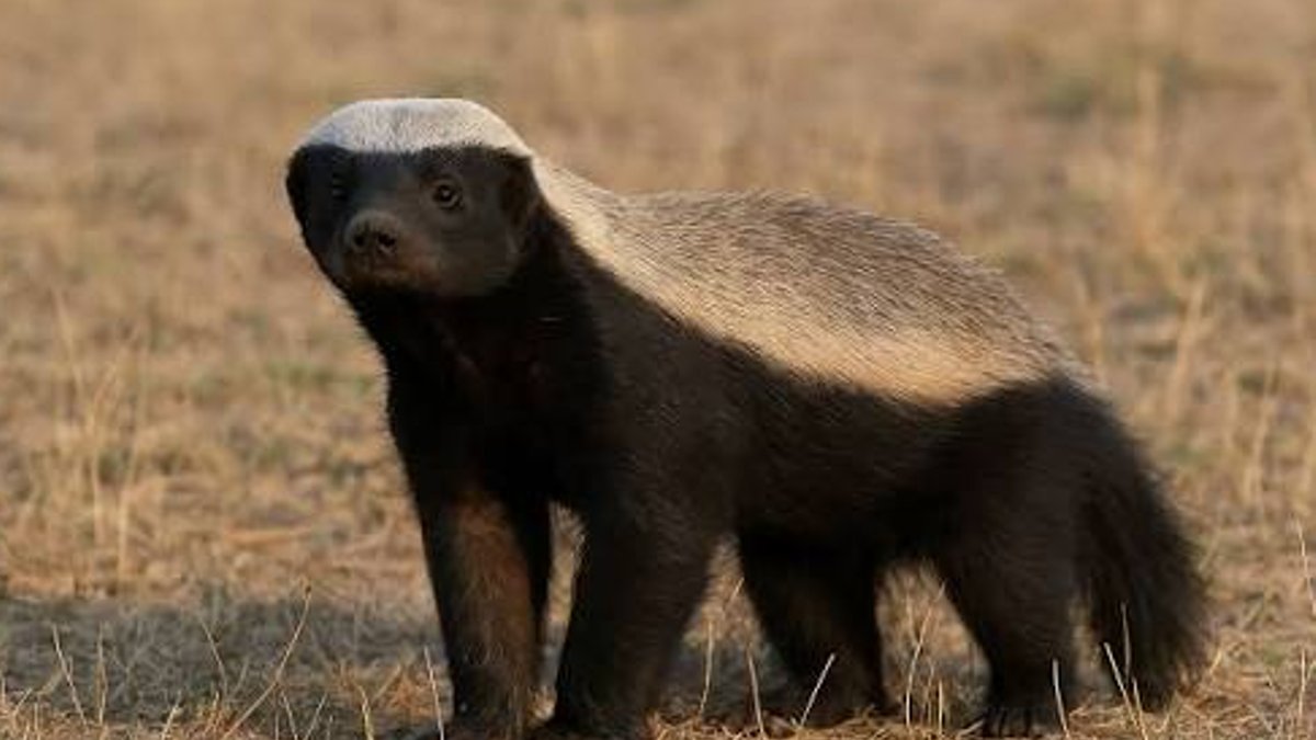 U.S. High-Yield Bonds Show Honey Badger Resilience - high yield bonds
