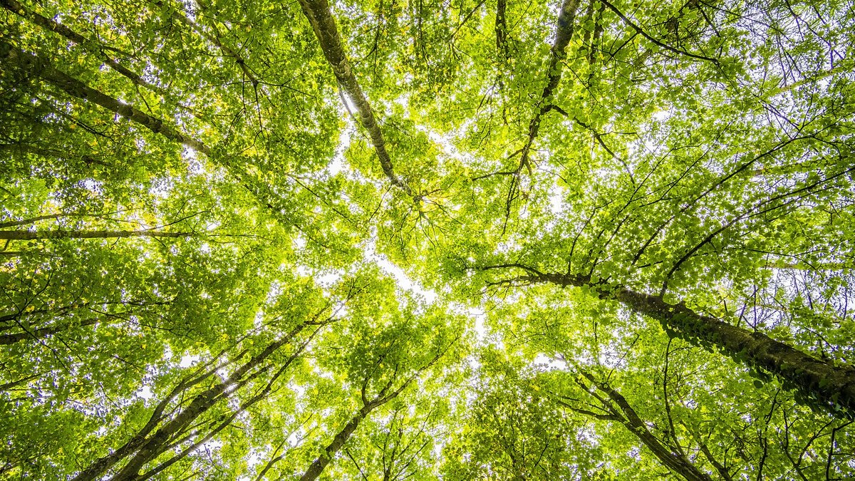 Looking up through the dense green canopy in a vibrant forest, showcasing nature's beauty.