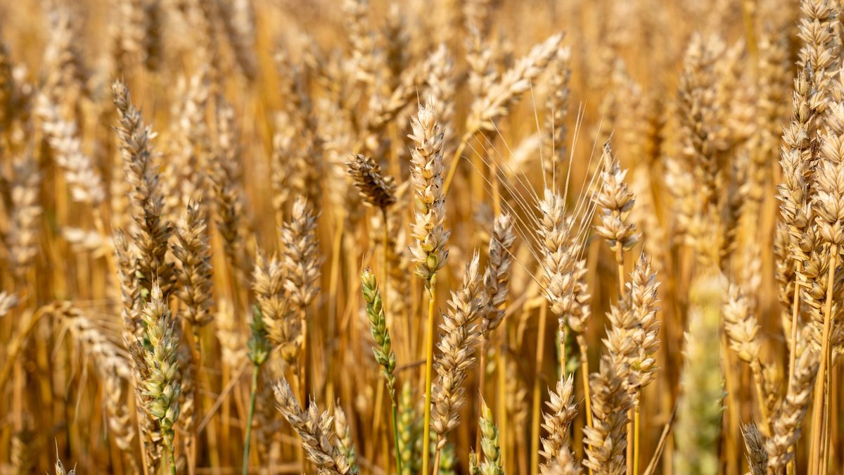Close-up view of a golden wheat field capturing the essence of harvest season.