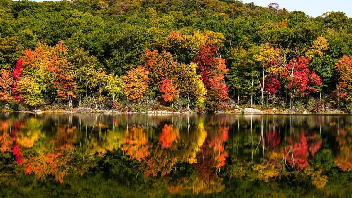 Autumn's lively hues: Top trees to transform gardens Autumn's lively hues: Top trees to transform gardens - garden trees