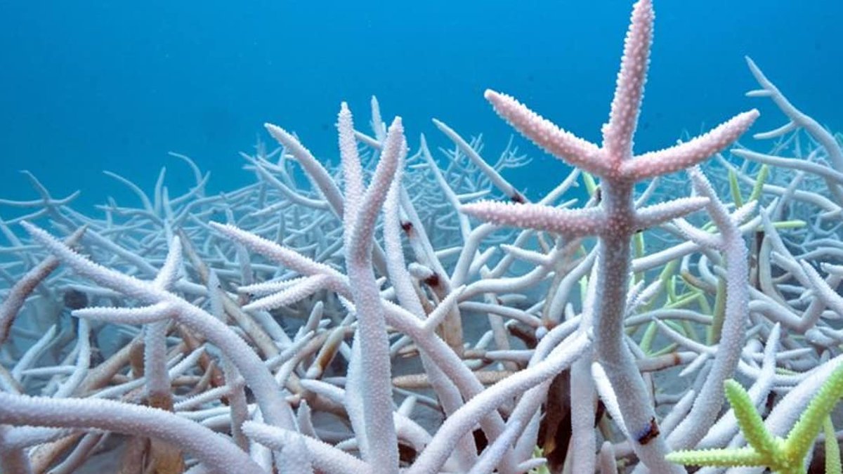 Countries Fail to Meet UN 30x30 Biodiversity Target - un 30x30