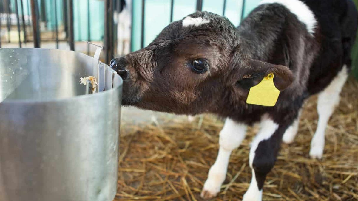 Brittany Ferries stops live animal transport Animal News: Calves younger than two weeks transported between states in the US.