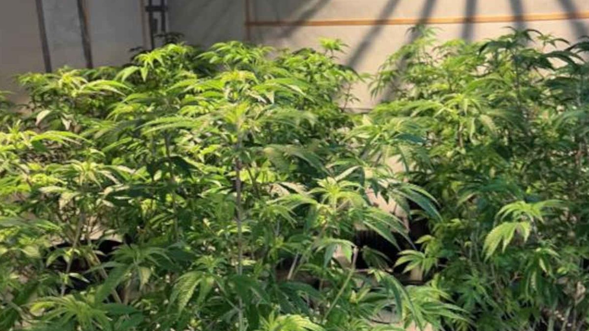 Police, Customs bust drug rings in trans-Tasman week Police, Customs bust drug rings in trans-Tasman week - police customs bust drug rings