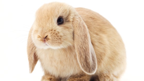 Book Peggy Haymes Not Currently Scheuling Calls