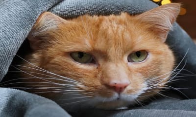 Cómo medir si tu gato tiene algún dolor con sólo observar su rostro