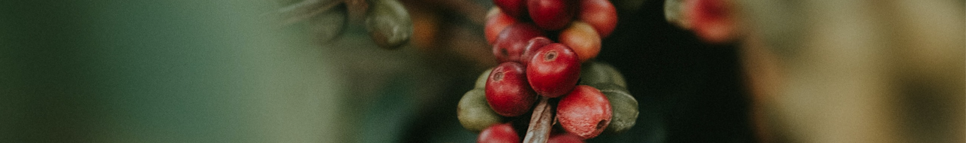 Mentorled header image