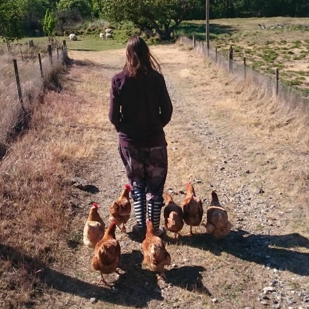Happy Chickens