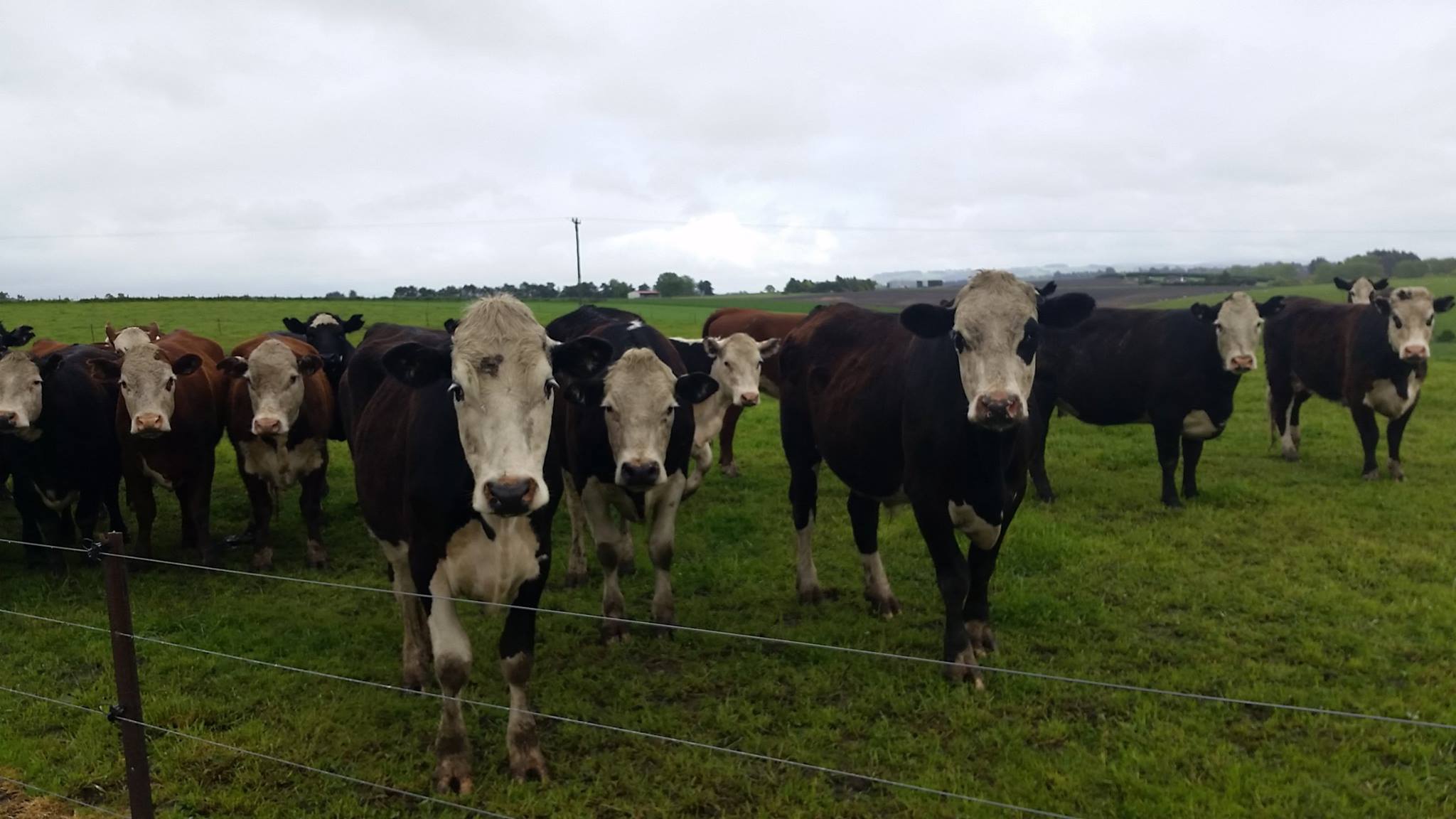 Cow Herd
