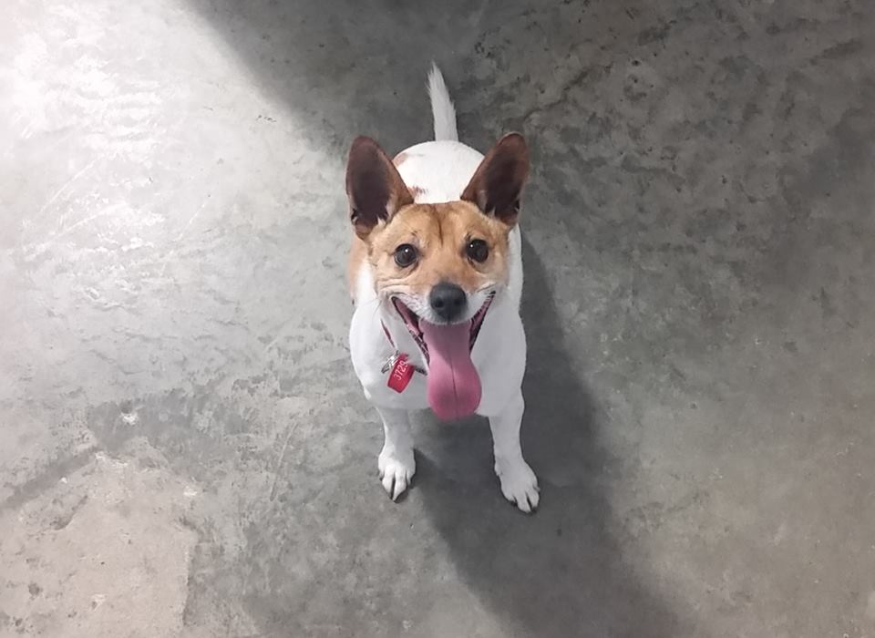 Molly the Dog