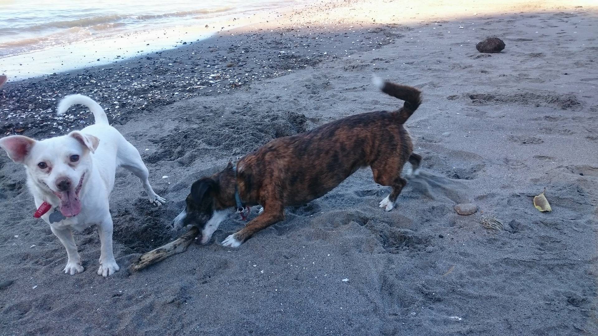 Stu & Bean the dogs