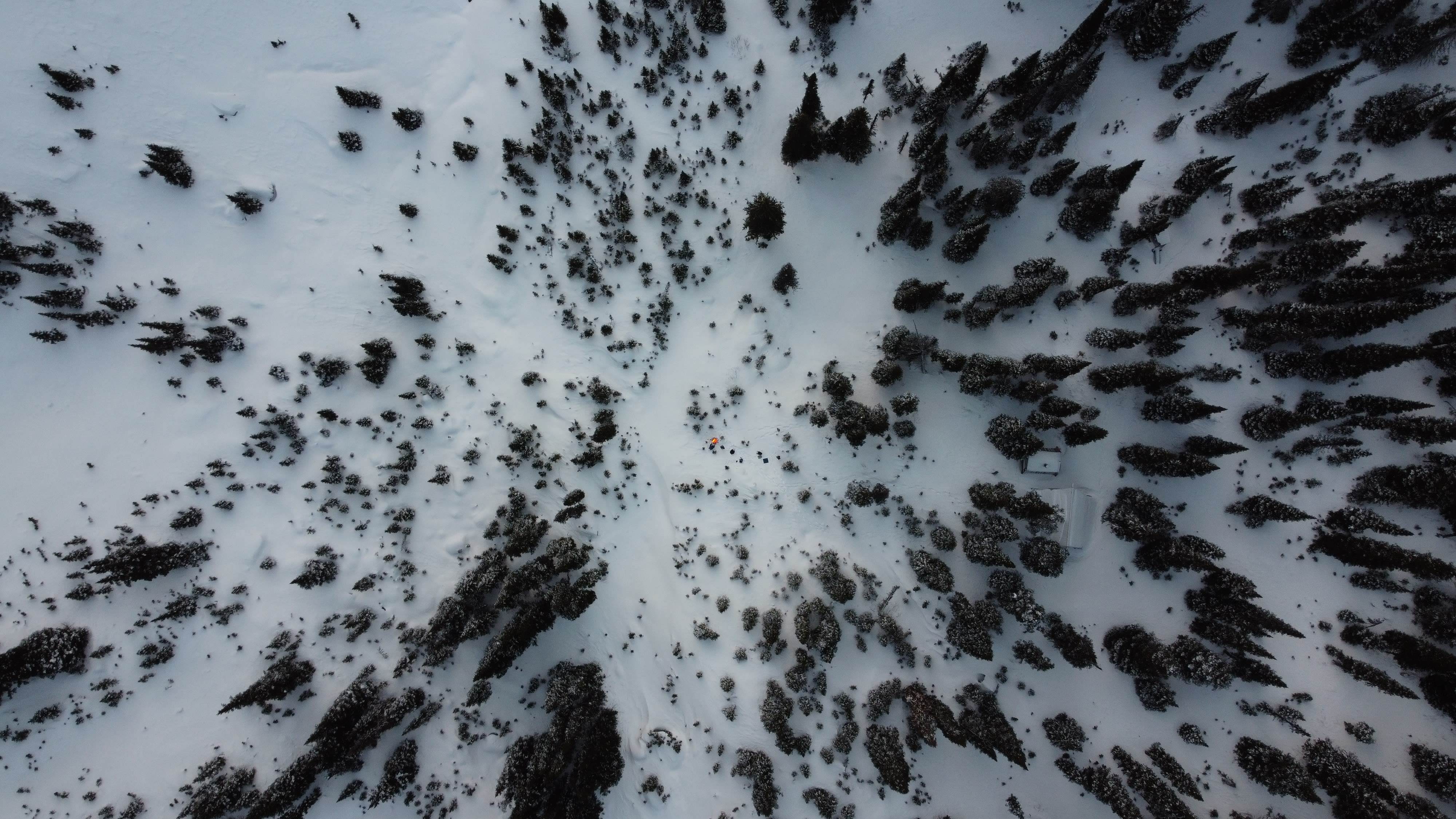 The silence between trees