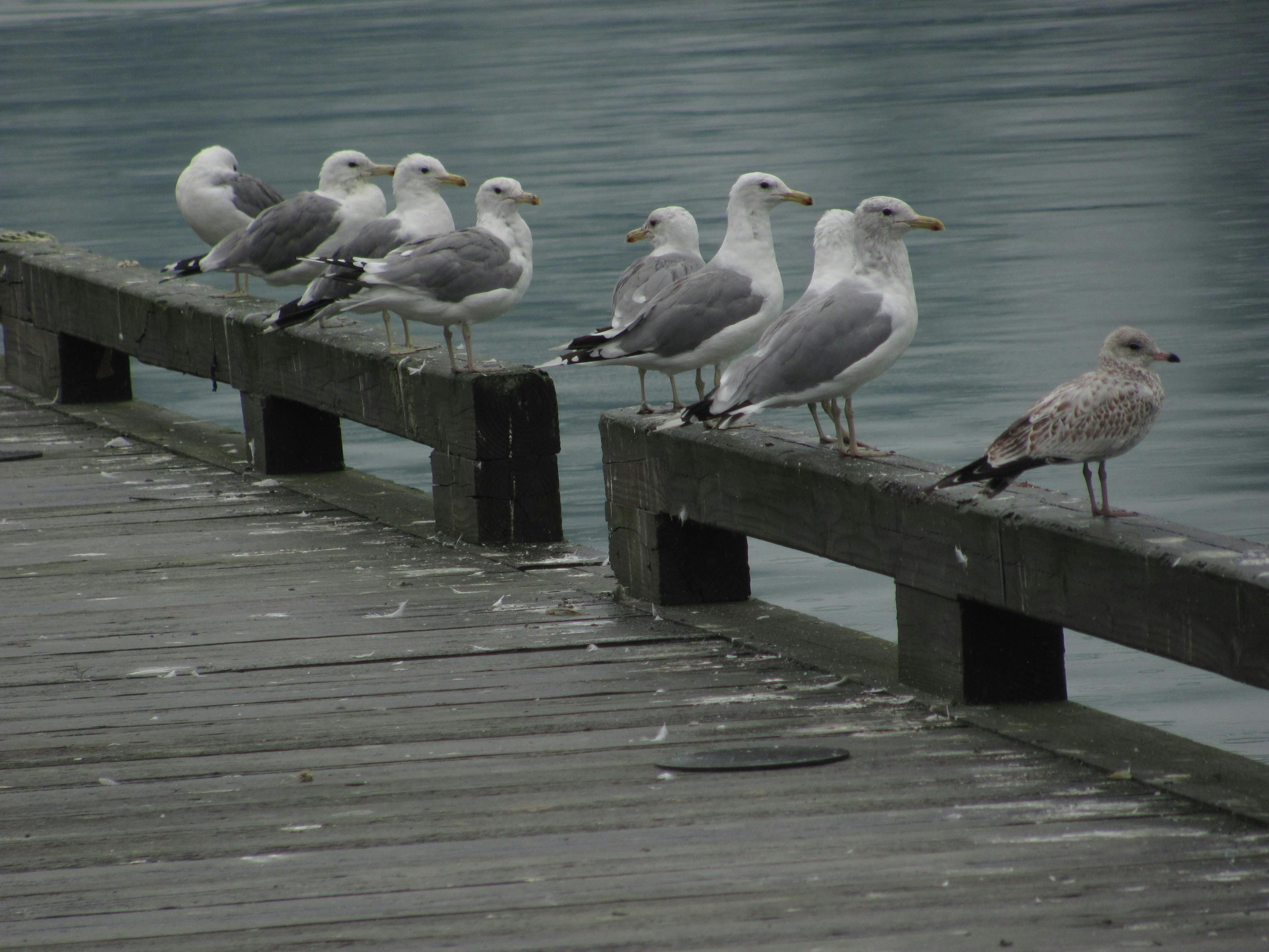'Got my seagulls in a row