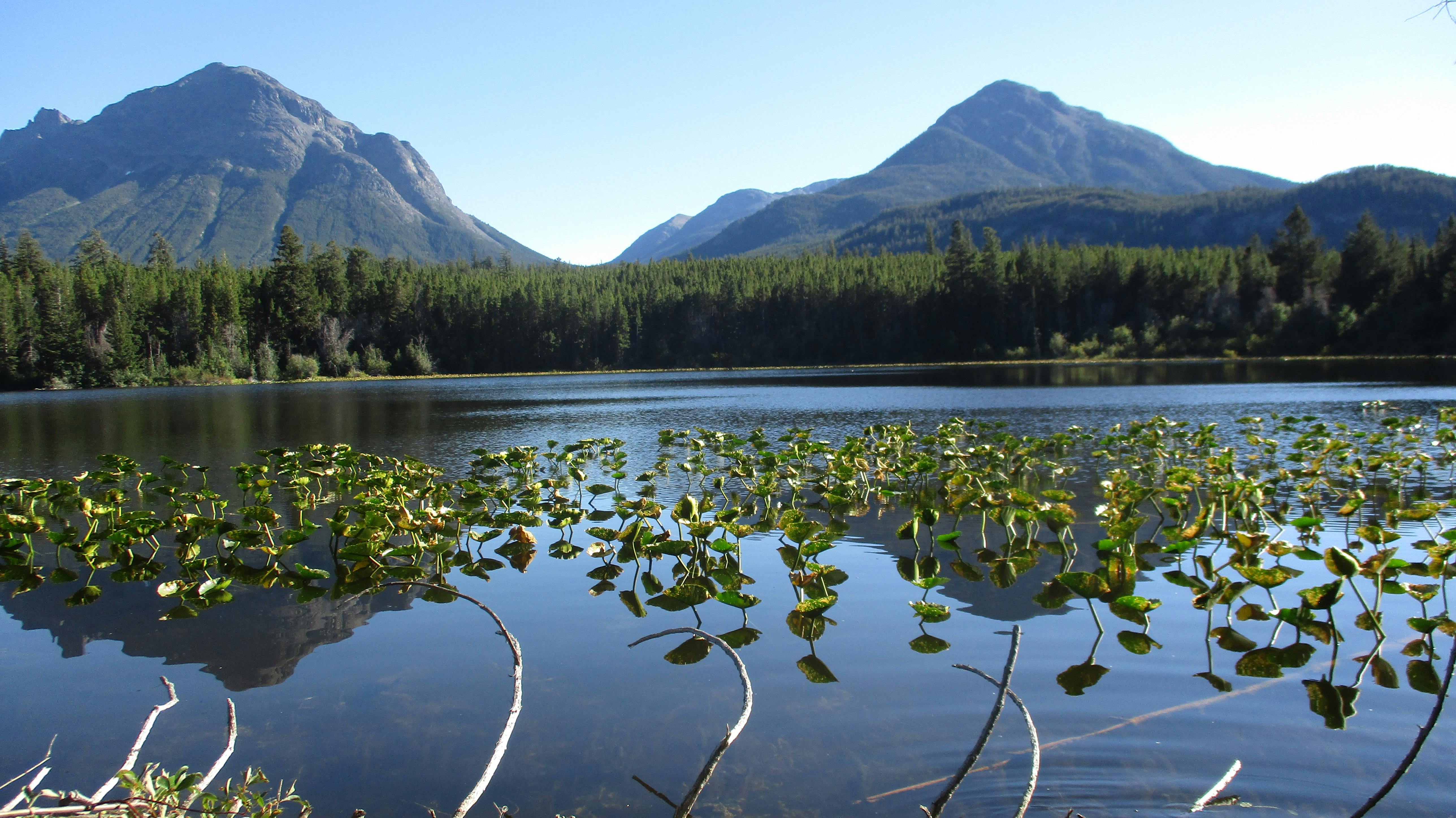 Lilypad Lake