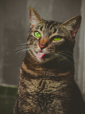 /carolinee/to-be-continued