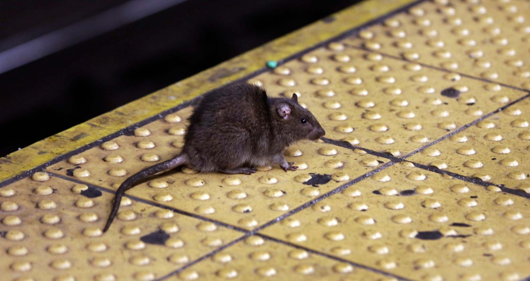 Study Suggests Gentrification Has >> Study Finds That Gentrification Has Caused A Rise In Rat Sightings Study Suggests Gentrification Has >> Study Finds That Gentrification Has Caused A Rise In Rat Sightings