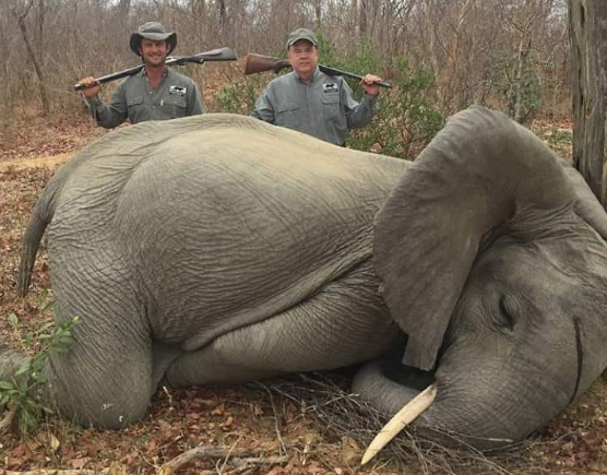 Calls To Boycott Two Georgia Businessmen Ensue After They Post Boastful Photo Of Hunted Elephant