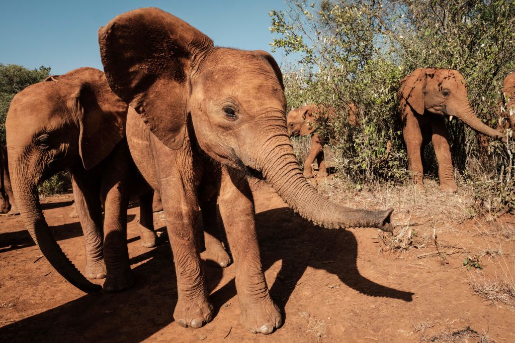 African Elephants Are Evolving Without Tusks Due To Extreme Poaching On The Continent