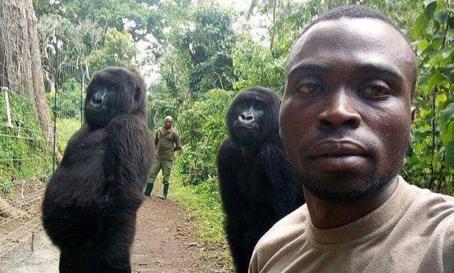 These Gorillas Imitating Humans In A Selfie With Anti-Poachers Invited The Exact Twitter Foolishness You're Expecting