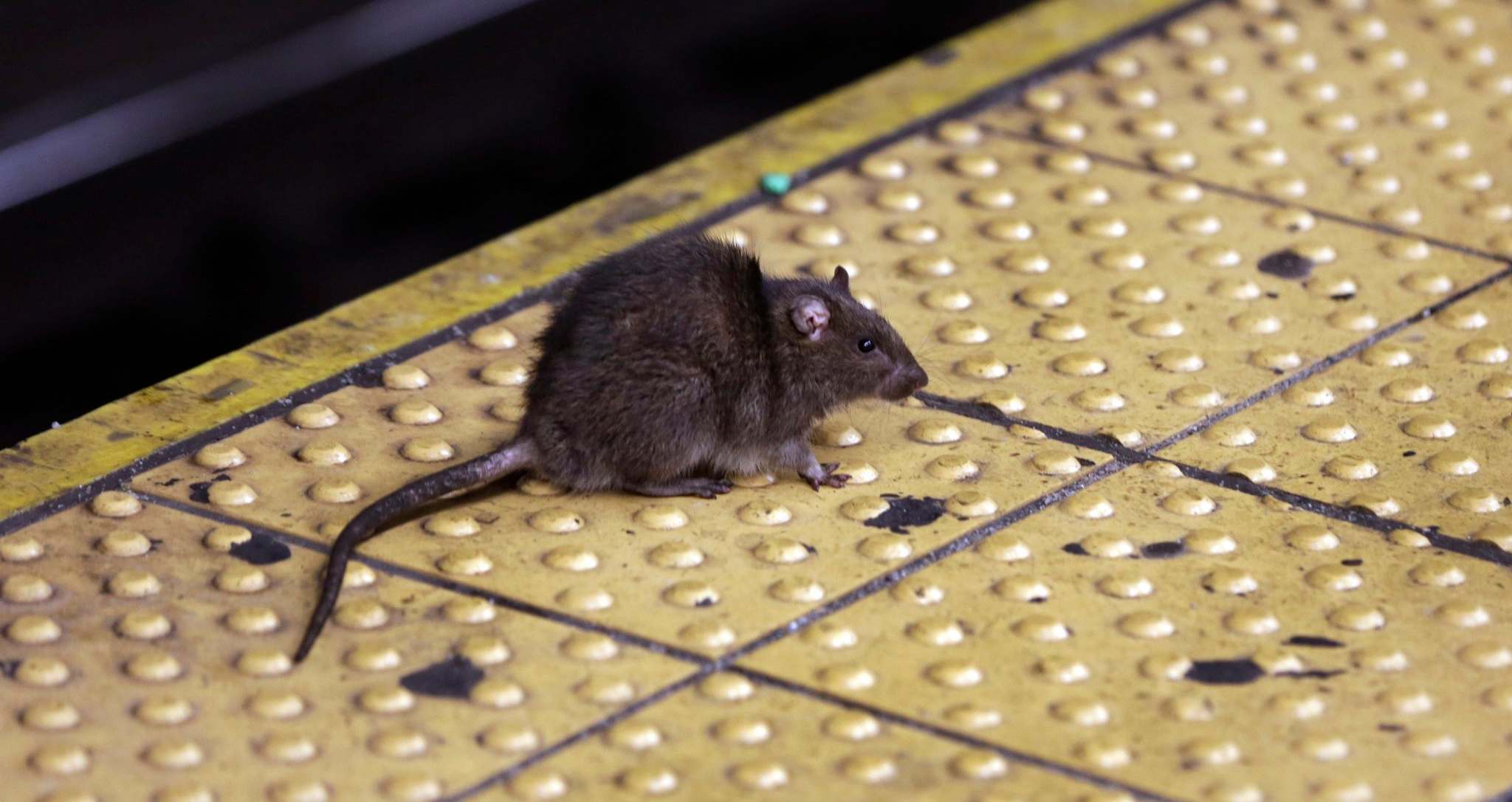 Study Finds That Gentrification Has Caused A Rise In Rat Sightings In New York City