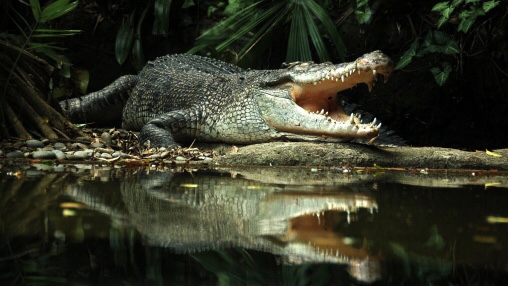 11-Year-Old Zimbabwean Girl Comes To The Rescue Of Friend Being Attacked By A Crocodile