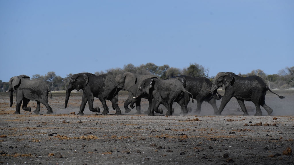 At Least 280 Elephants Have Been Found Dead In Botswana And Experts Are Searching For Answers