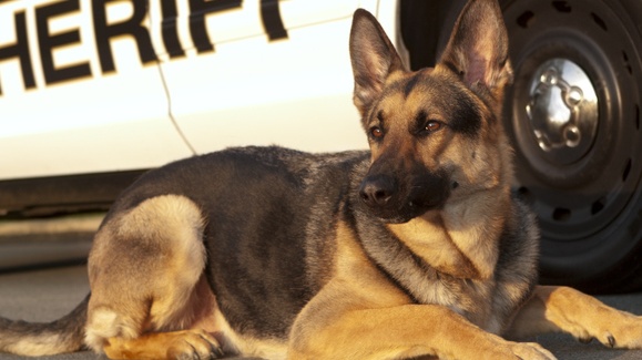 Utah Cop Could Face Up To 15 Years In Prison For Siccing Dog On Defenseless Black Man