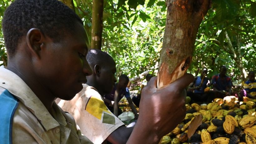 Ivory Coast Lifts Hershey Cocoa Suspension After Reaching Farmer Sustainability Agreement