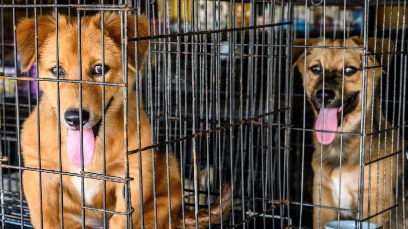 Atlanta Homeless Man Saves 16 Animals From Burning Building