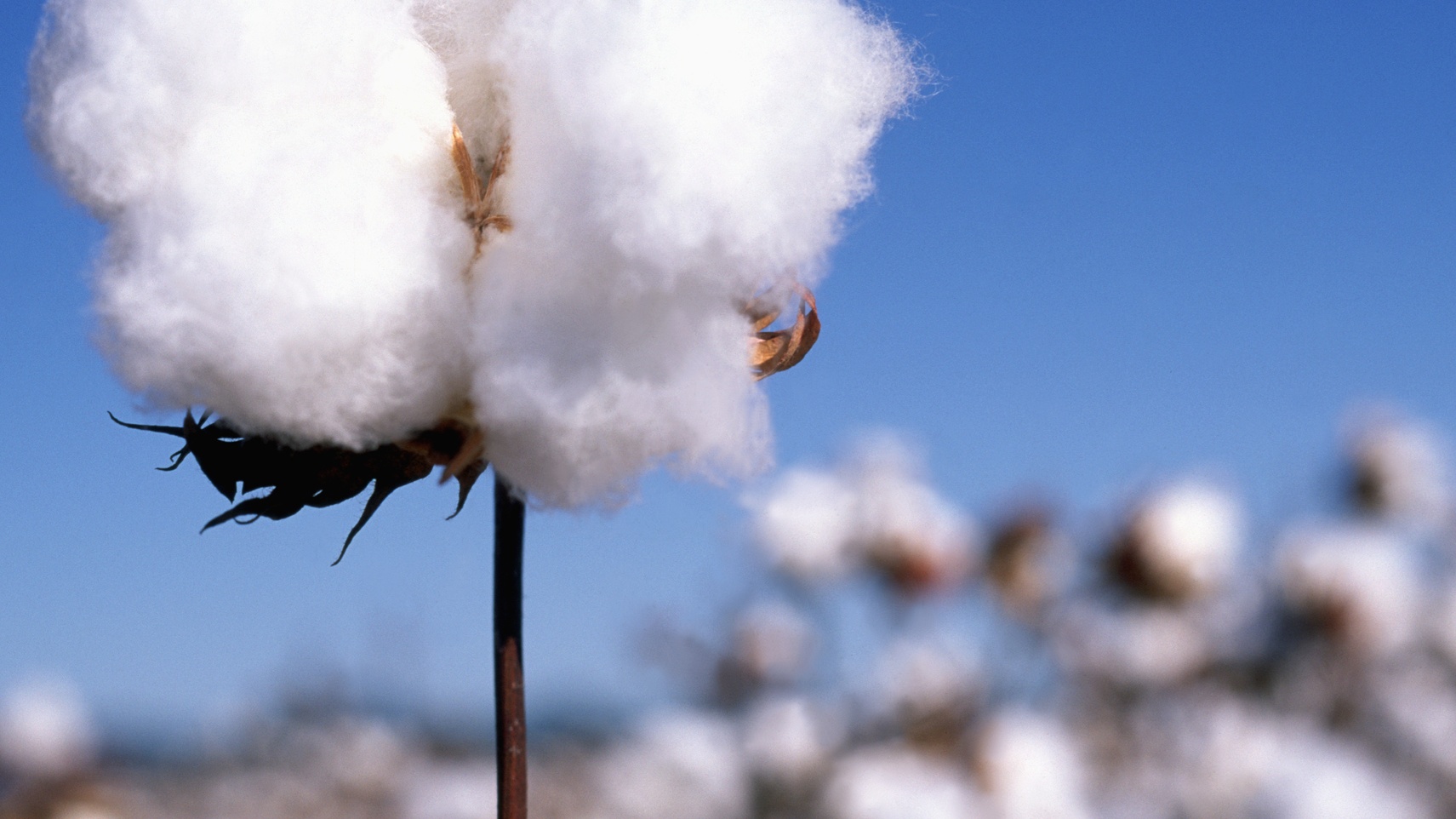 Black Entrepreneur Uses Cotton Business To Challenge Industry's Negative Stigma And Empower Community