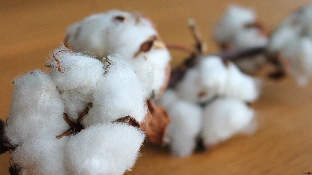 Black Washington Twins Say They Were Asked To Participate In A Cotton Picking Activity At Their School