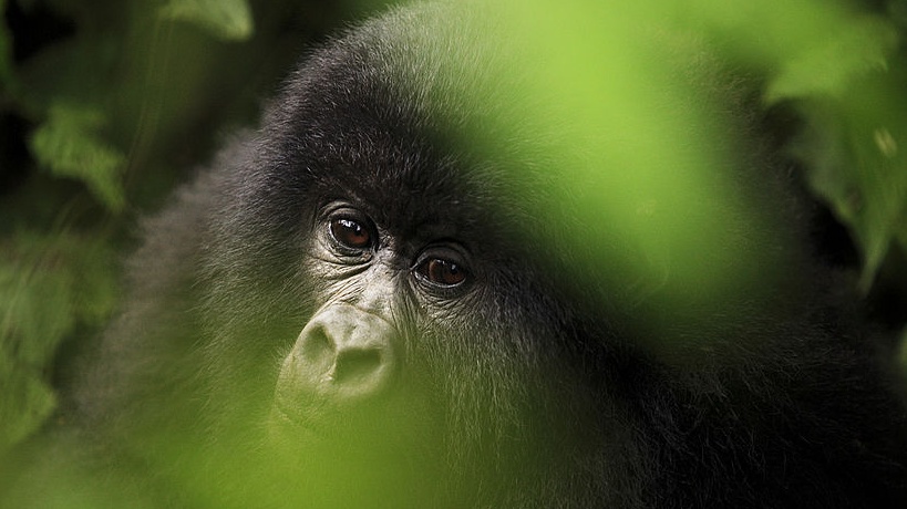 Mountain Gorilla Seen In Viral Photo With Park Ranger Has Died