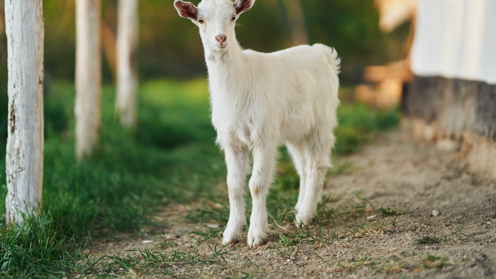 Billy Gotti, The Stylish Goat That Became A Viral Sensation, Has Died