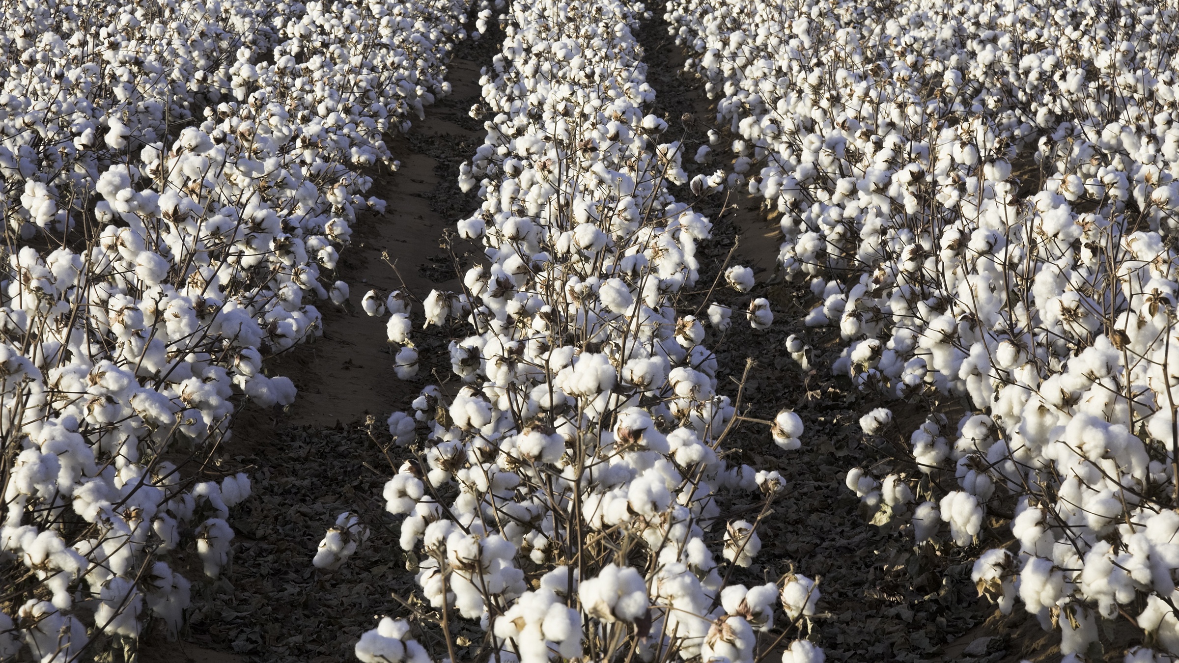 Grandmother, 103, tells of working on Georgia cotton farm