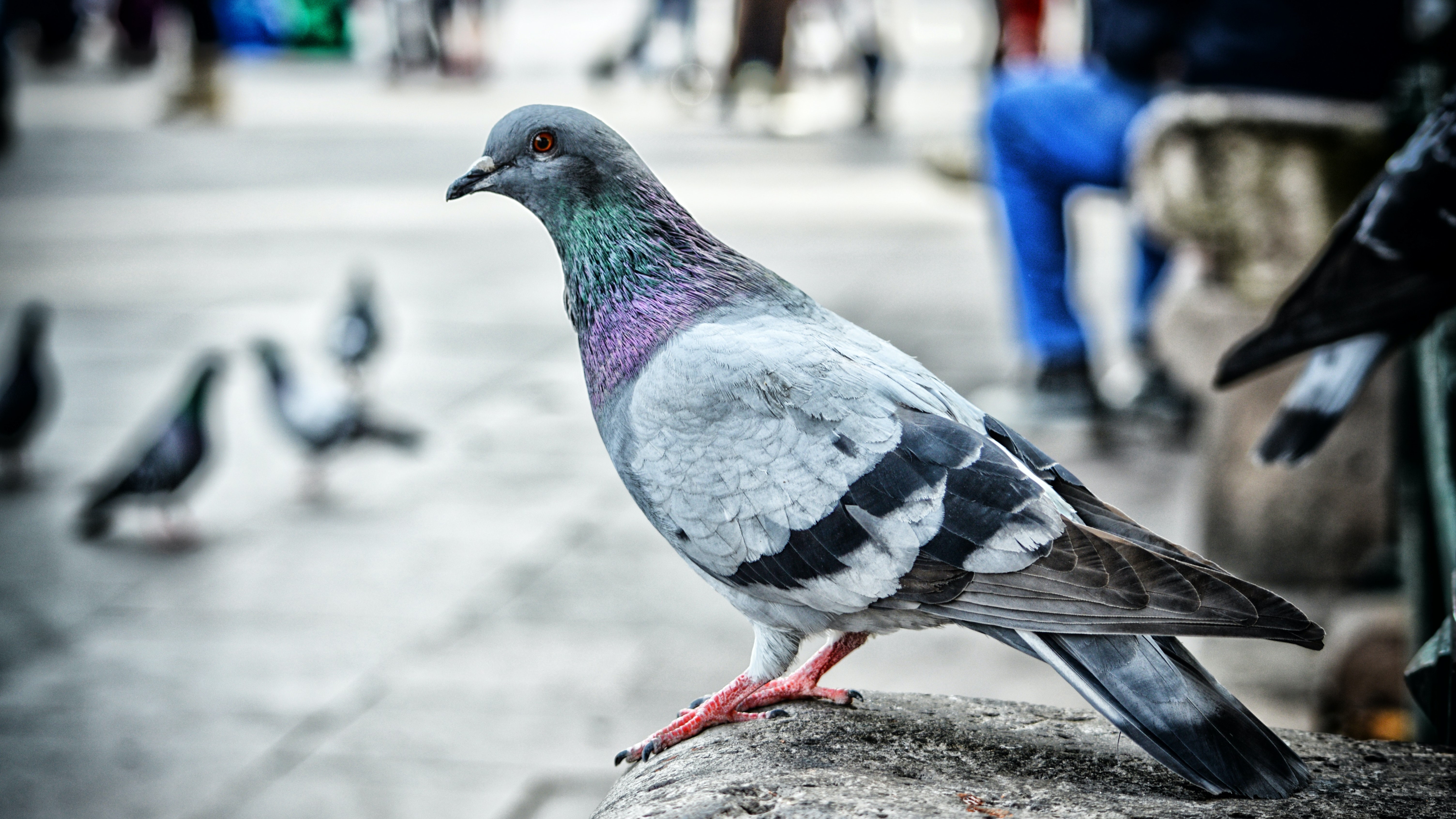 The 'Birds Aren't Real' Conspiracy Theory Meme That Has Taken Gen Z By Storm