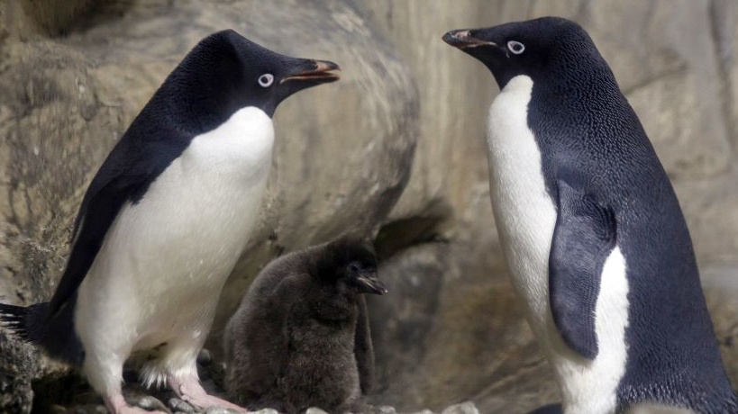 Twitter Is Having Too Much Fun After Seeing Penguins With Afros