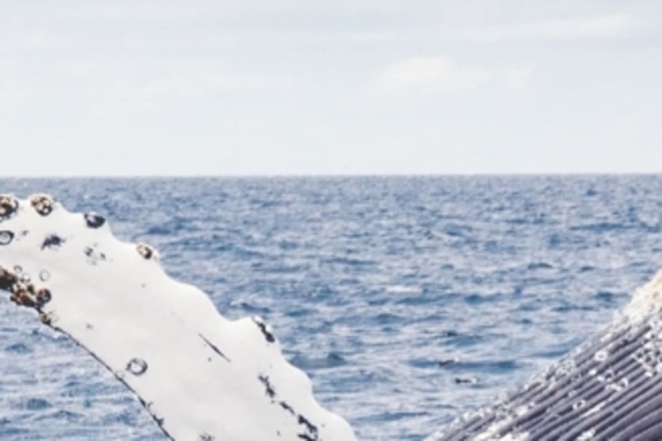 No Compression<br/>(53.7 KB, JPG)