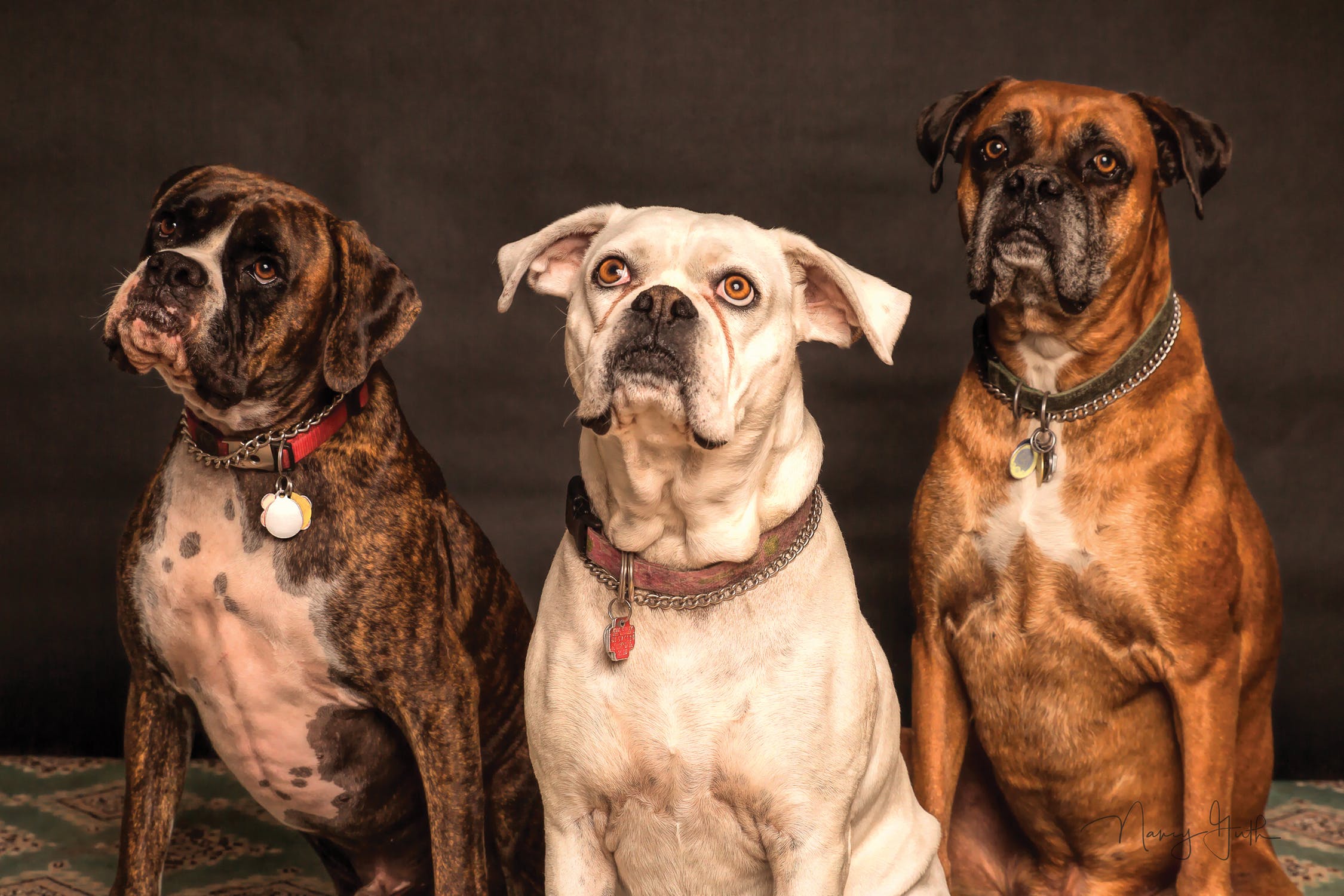 animal, canine, dog