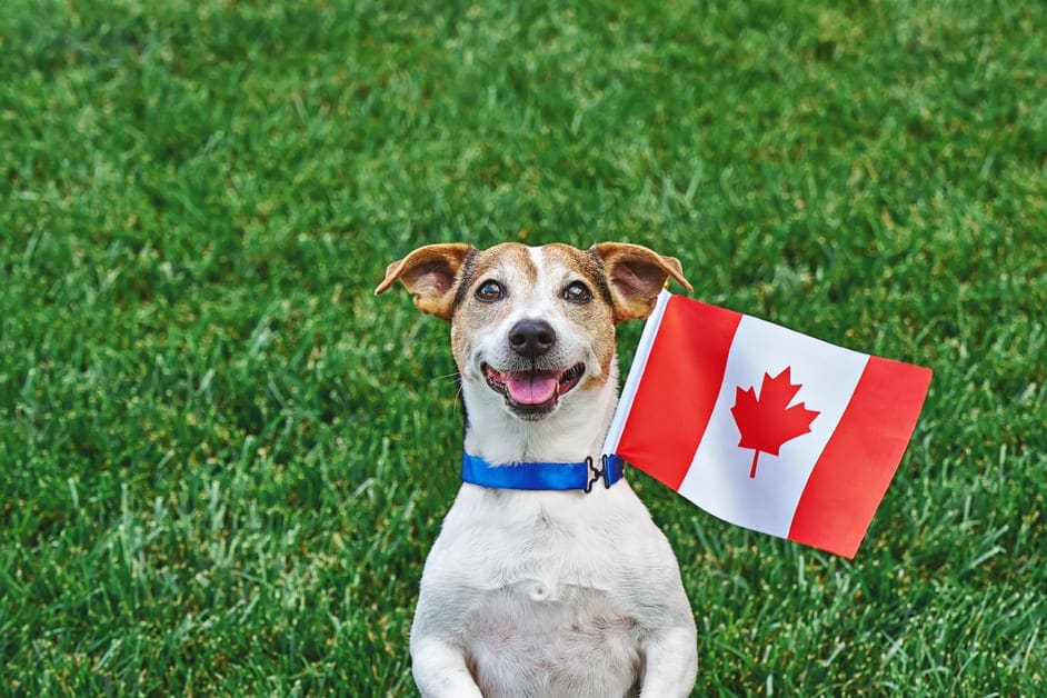 cachorro com bandeira do canadá na coleira