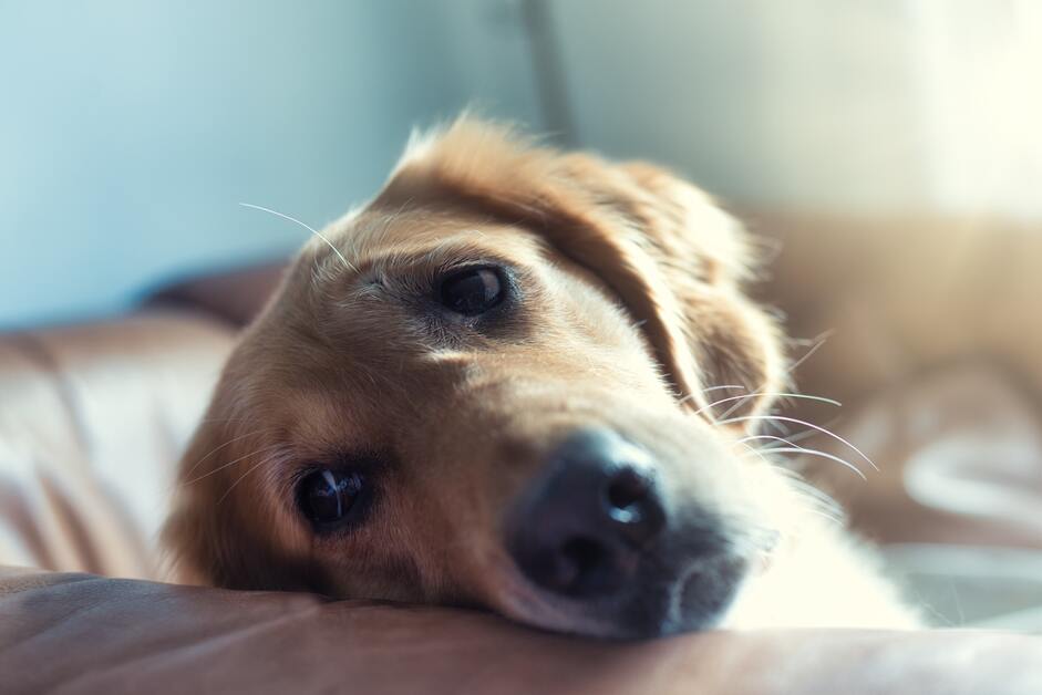 cachorro com cara  de triste deitado no sofá