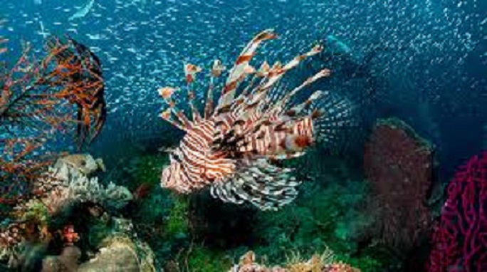 Lokasi Wakatobi dimana menjadi pertanyaan banyak orang