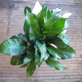 Peace Lily Standard