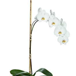 Mother S Day Orchids Delivery Northridge 4 Seasons Creations