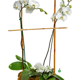 White Orchids Delivery New Orleans Mona S Accents