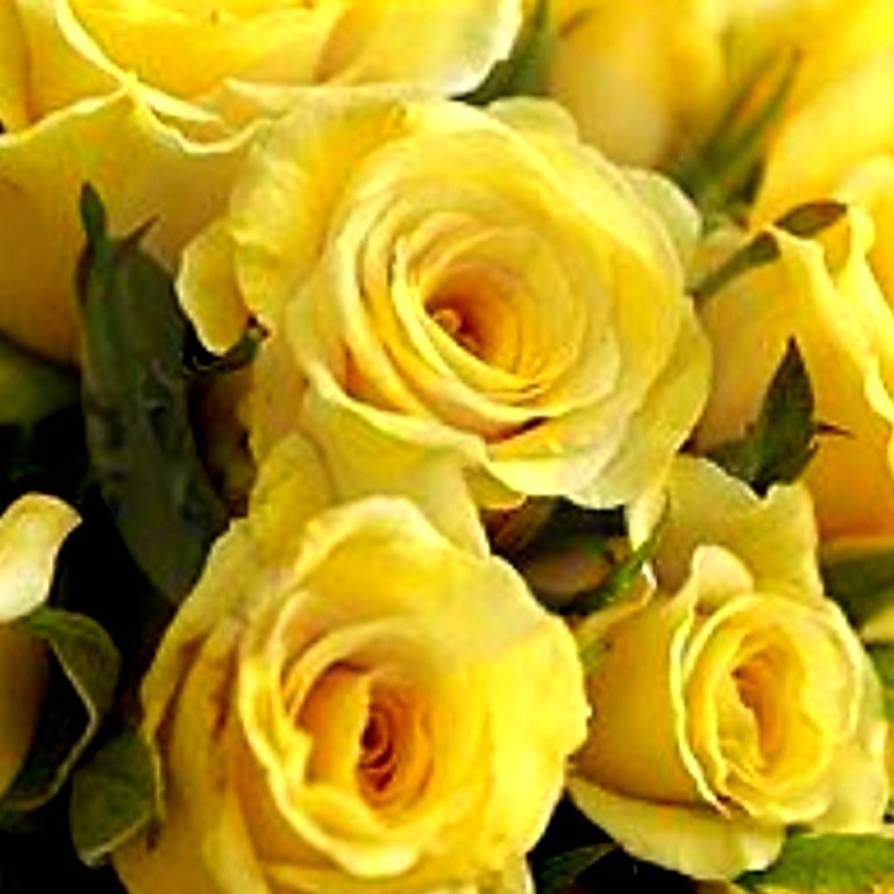 La Habra Florist Flower Delivery by Louis Gardens Florist