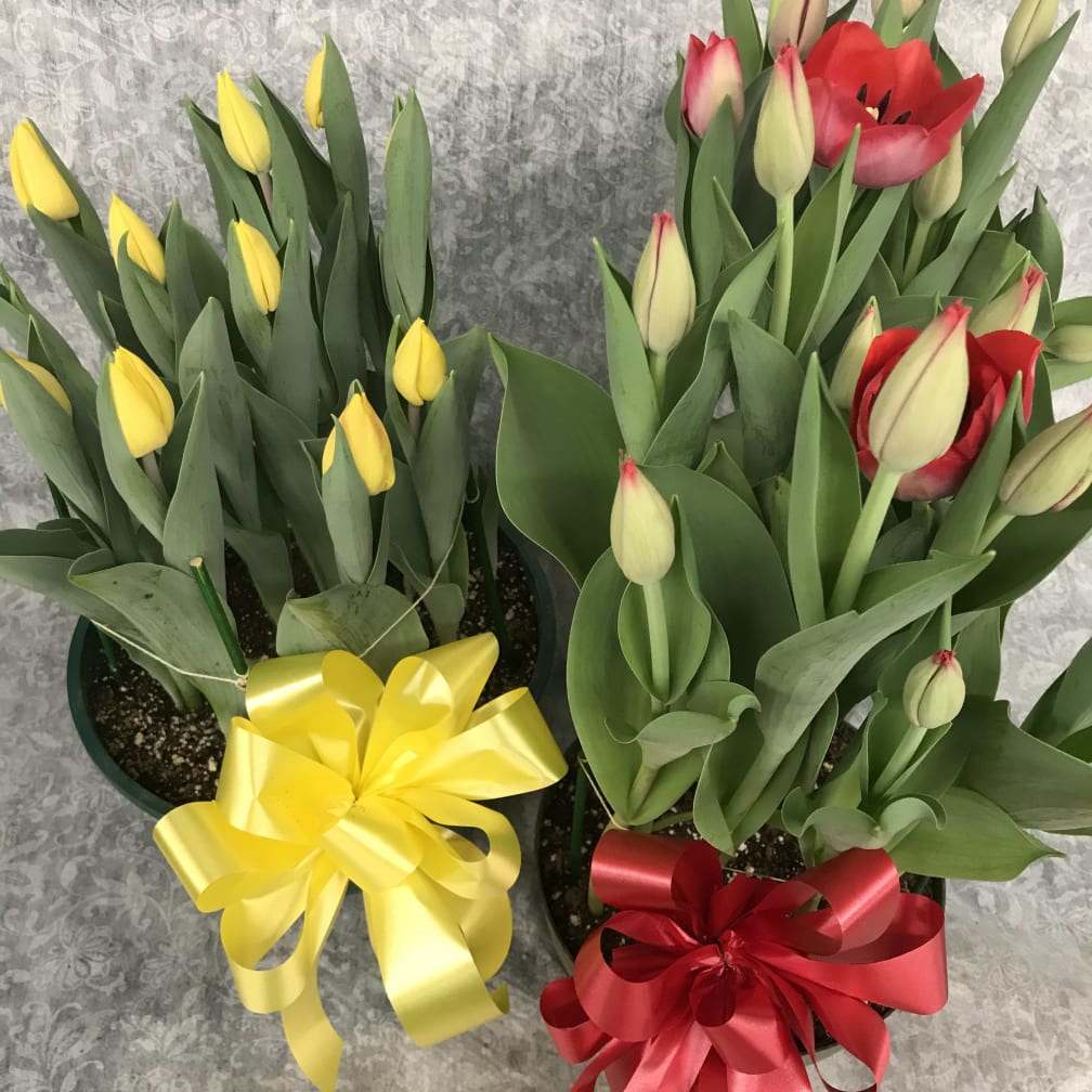 Rayland Florist Flower Delivery by Bodnar & Son Florist