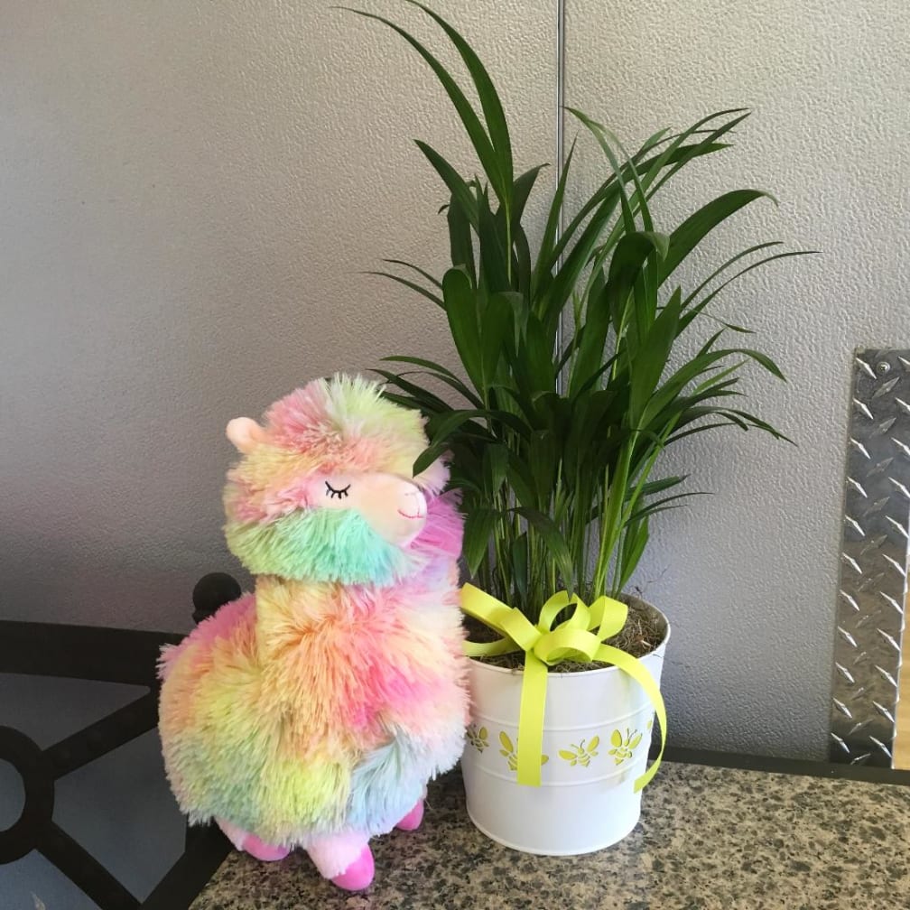 Tempe Florist Flower Delivery by Campus Flowers