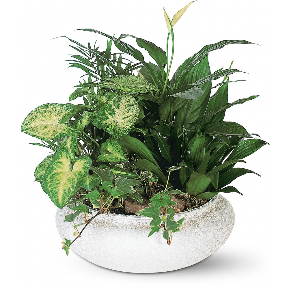Deland Florist Flower Delivery By Dottie S Florist